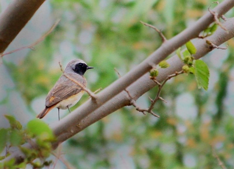 Common Redstart