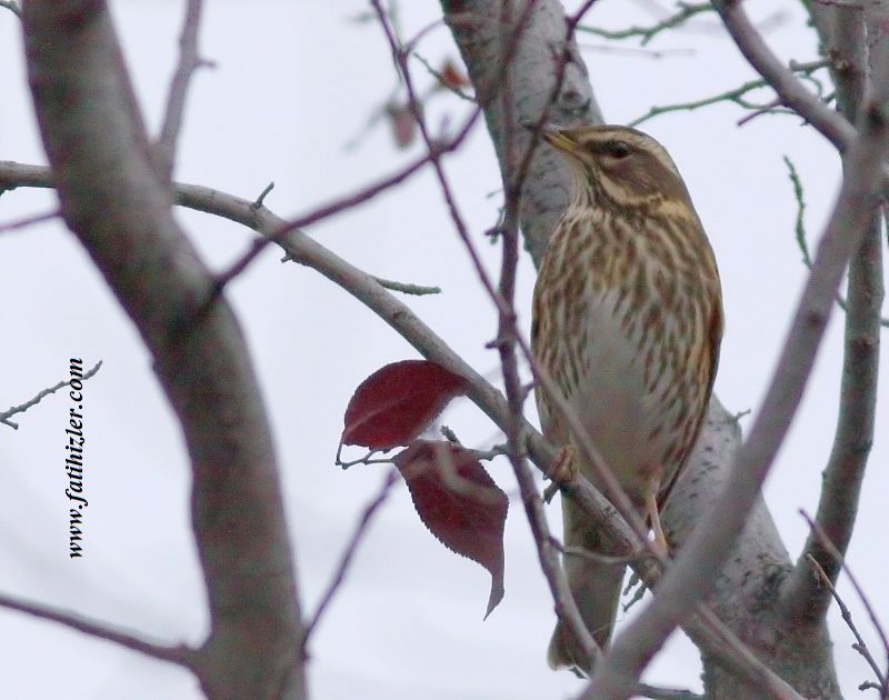 Redwing