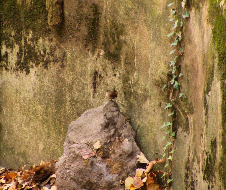 Eurasian Wren