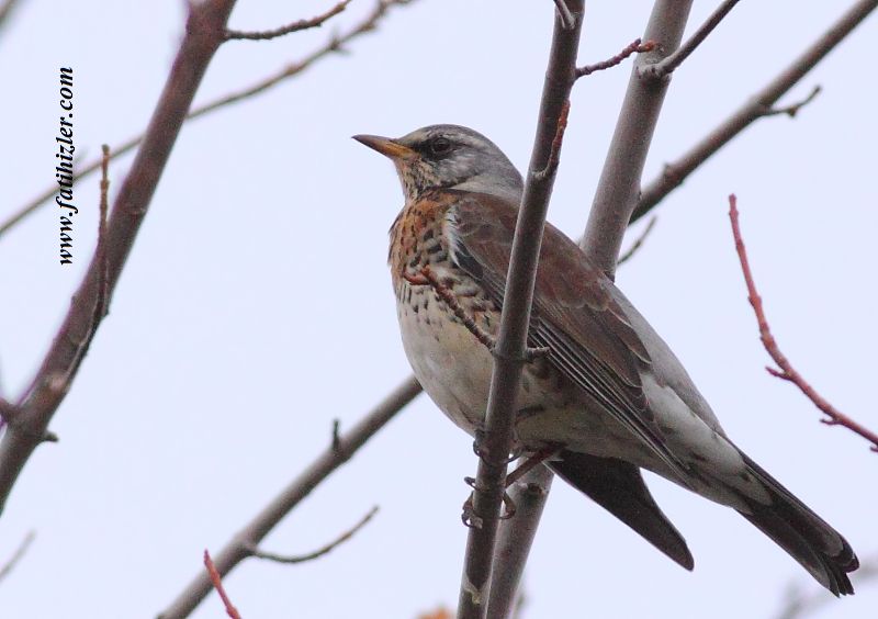 Fieldfare
