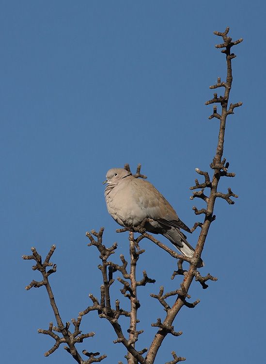 Eurasian Collared Dove