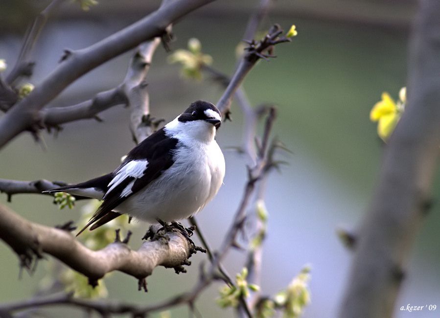 Collared Flycatcher