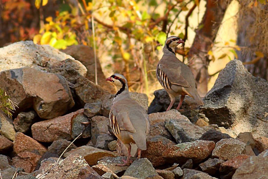 Chukar Partridge