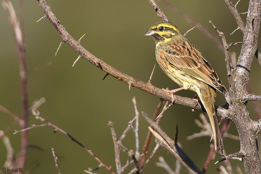 Cirl Bunting