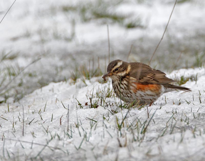 Redwing