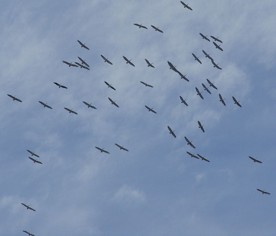 Dalmatian Pelican