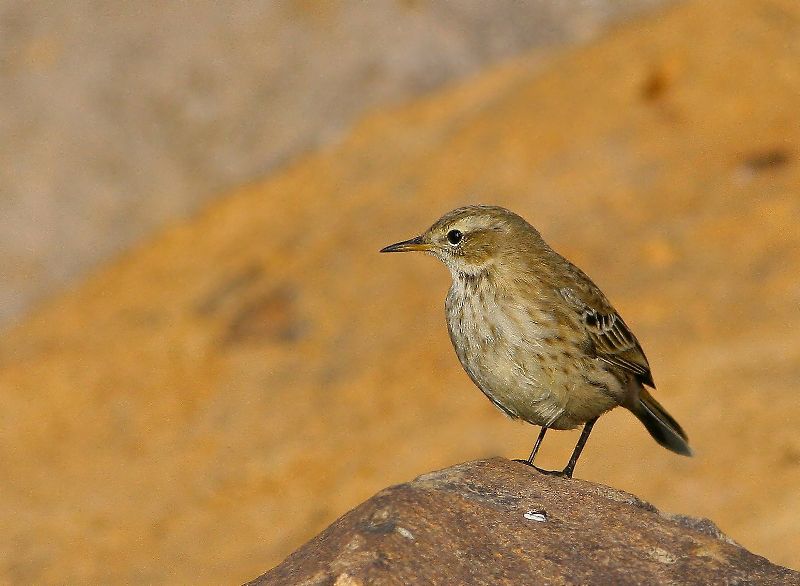 Water Pipit