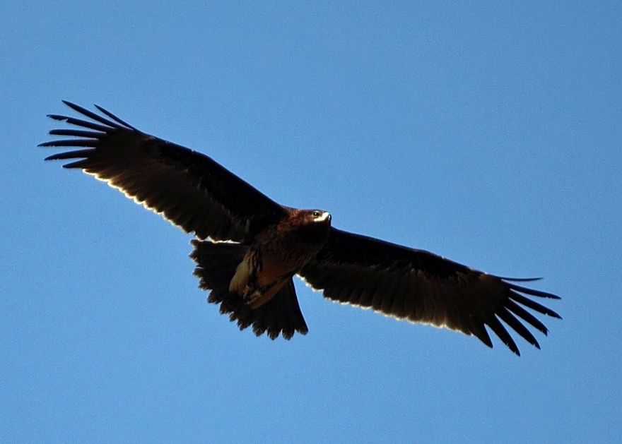Greater Spotted Eagle