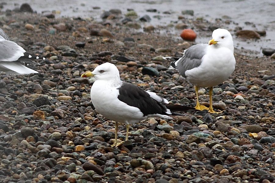 Lesser Black-backed Gull