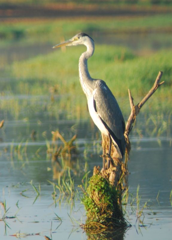 Grey Heron