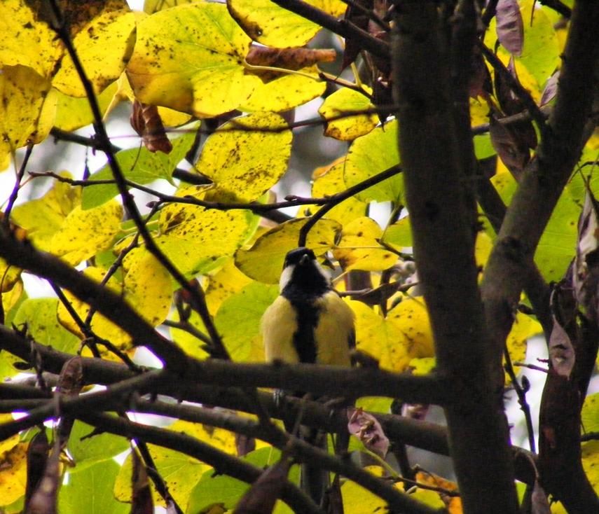 Great Tit