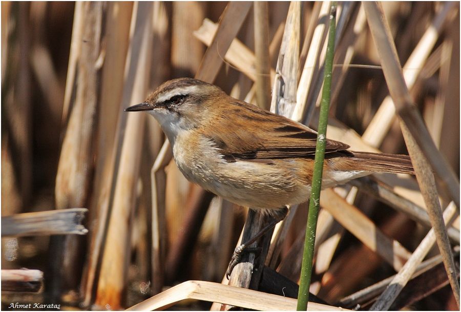 Moustached Warbler