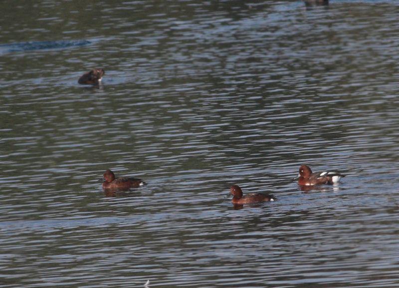 Ferruginous Duck