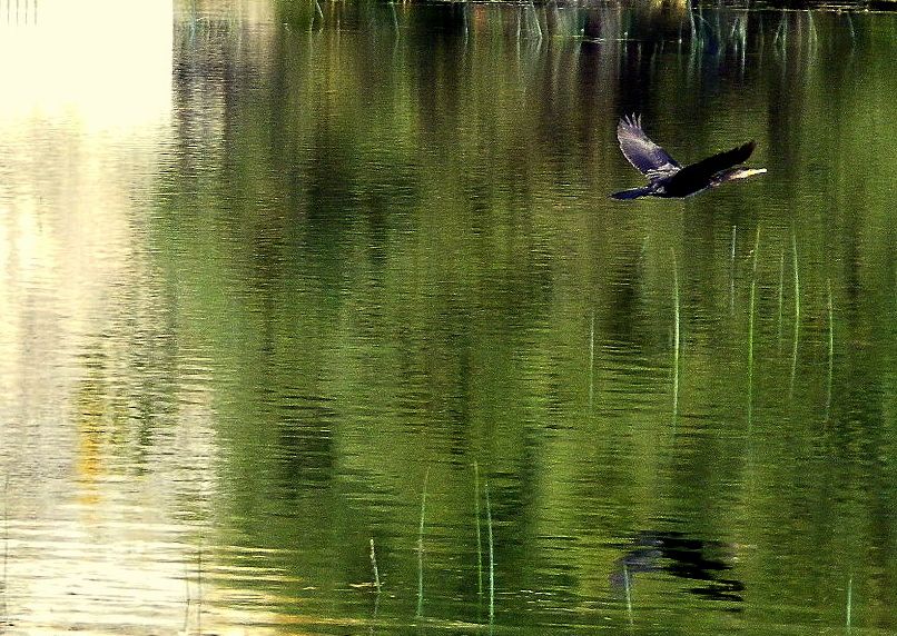 Great Cormorant