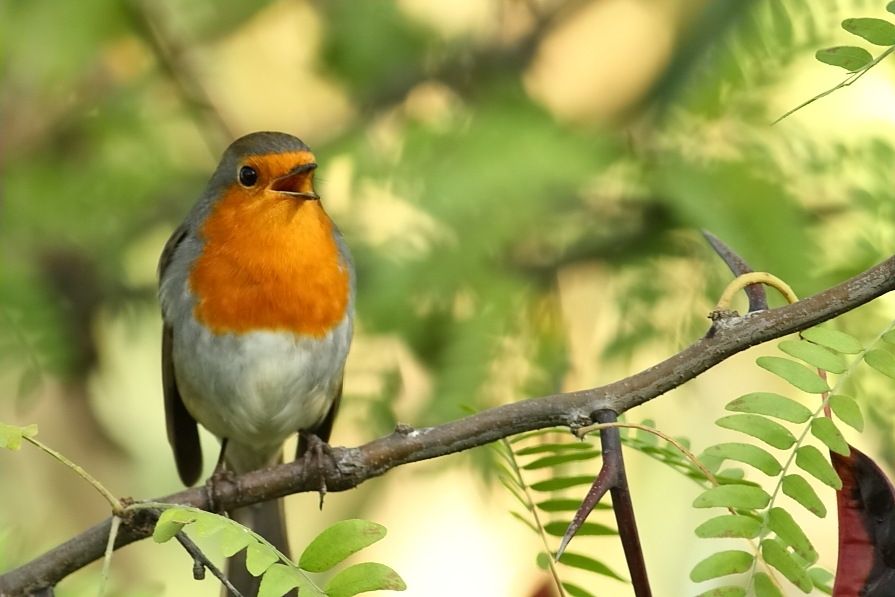European Robin