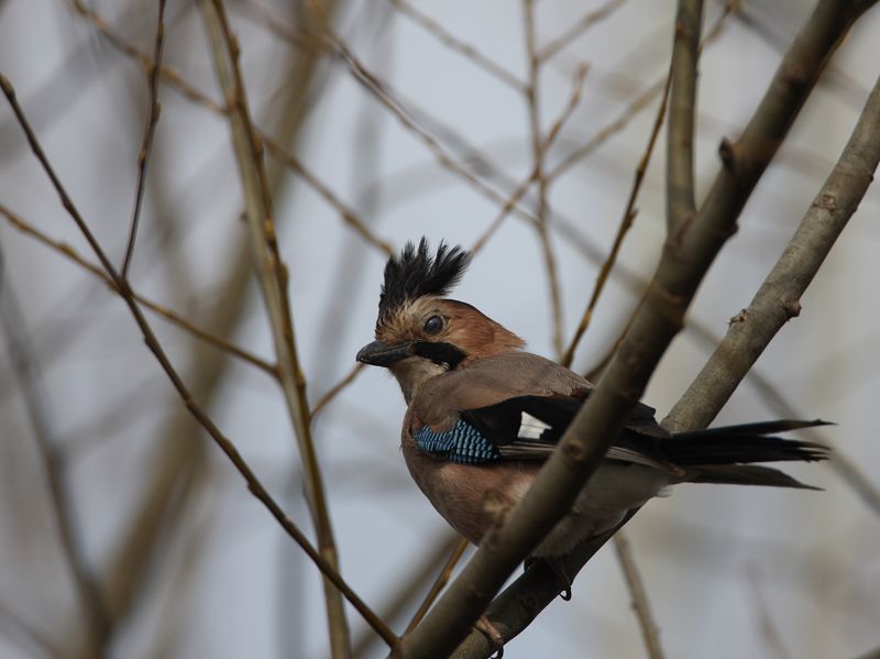 Eurasian Jay