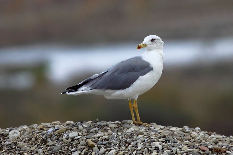 Yellow-legged Gull
