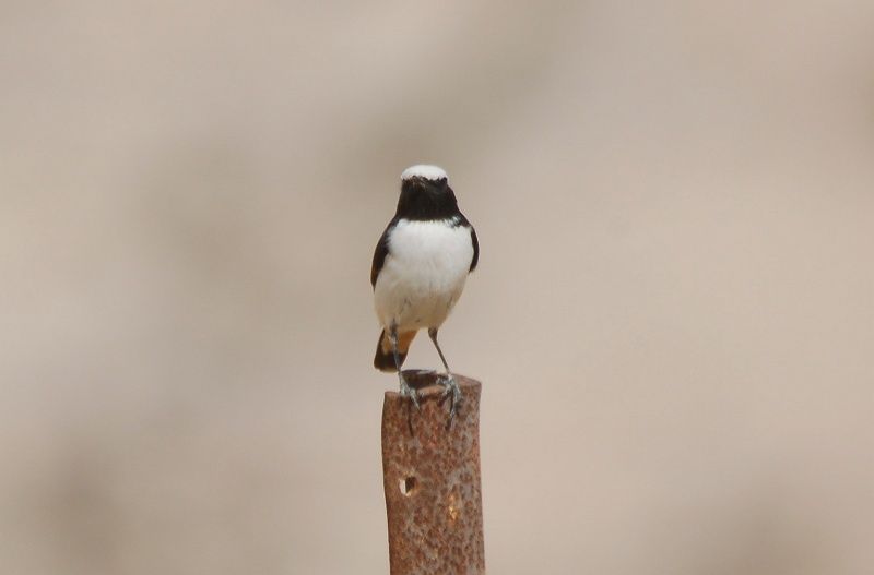 Mourning Wheatear
