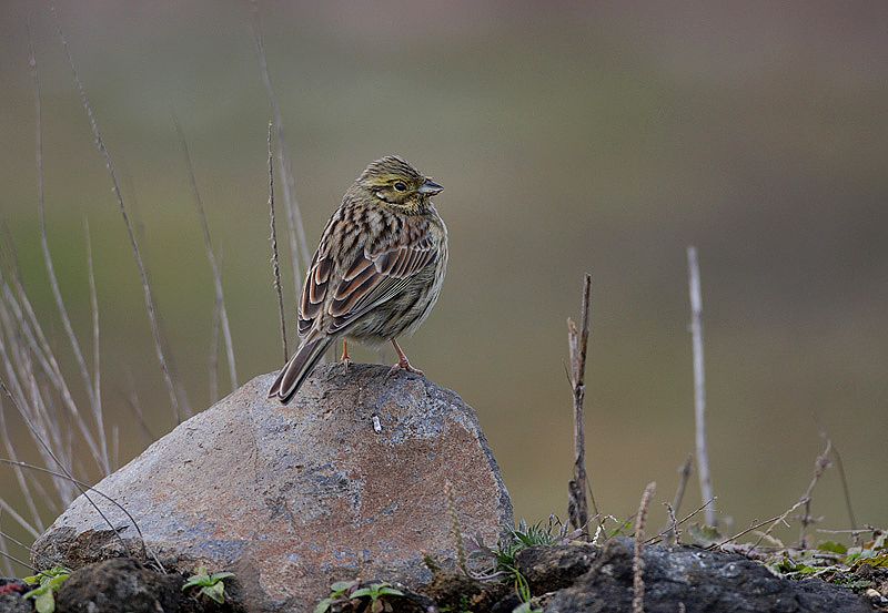 Cirl Bunting