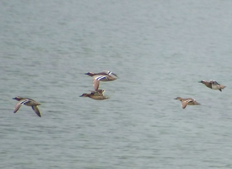 Garganey