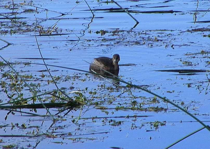 Little Grebe