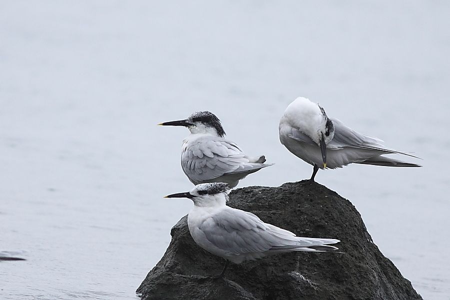 Sandwich Tern