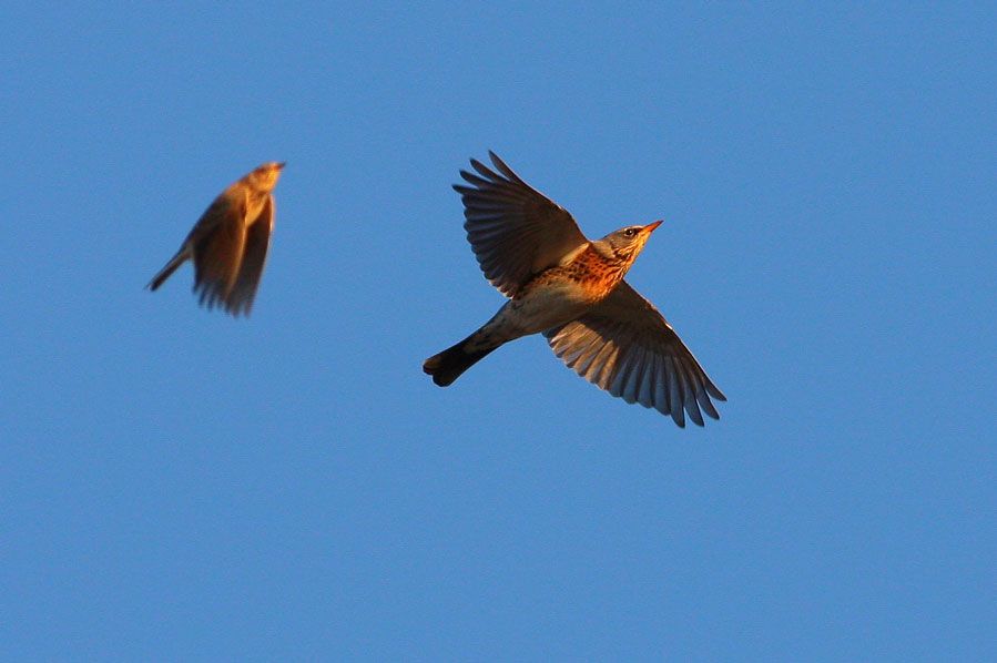 Fieldfare