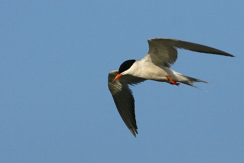 Common Tern