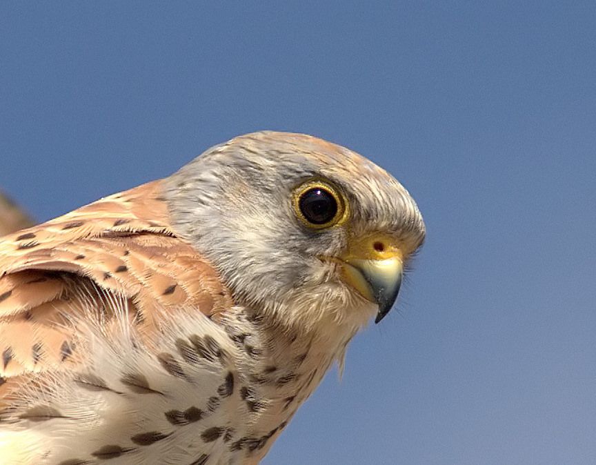 Lesser Kestrel