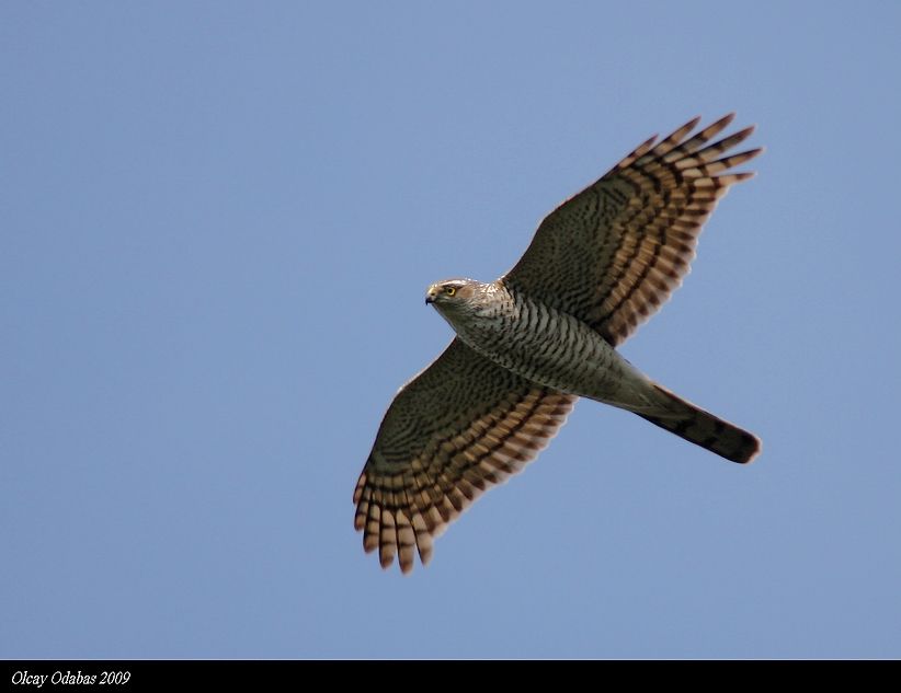 Eurasian Sparrowhawk
