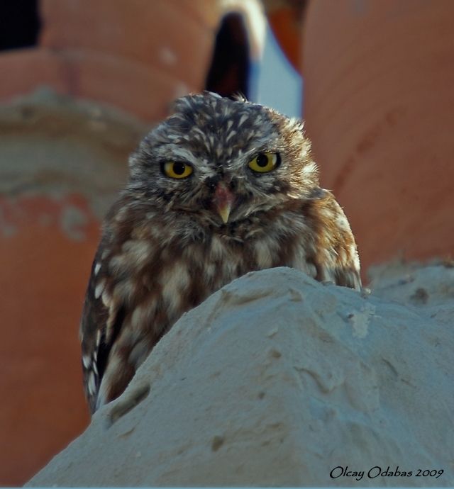 Little Owl