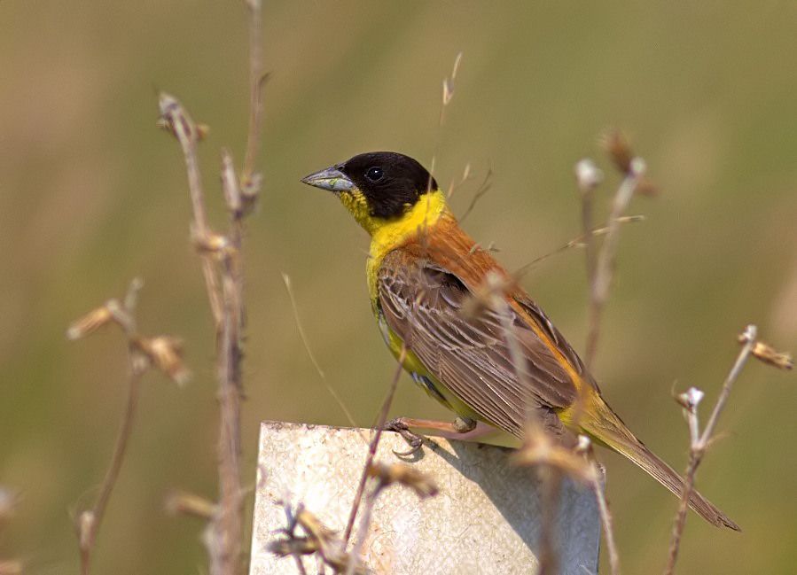 Black-headed Bunting