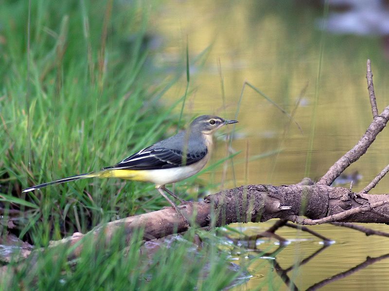 Grey Wagtail