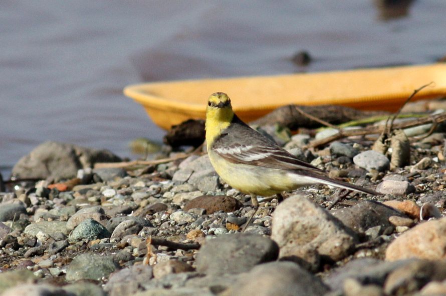 Citrine Wagtail