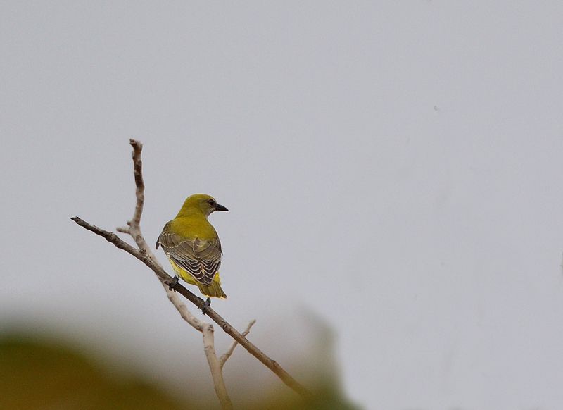 Eurasian Golden Oriole