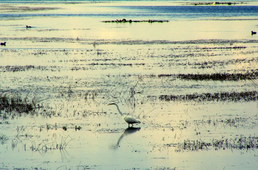 Great Egret