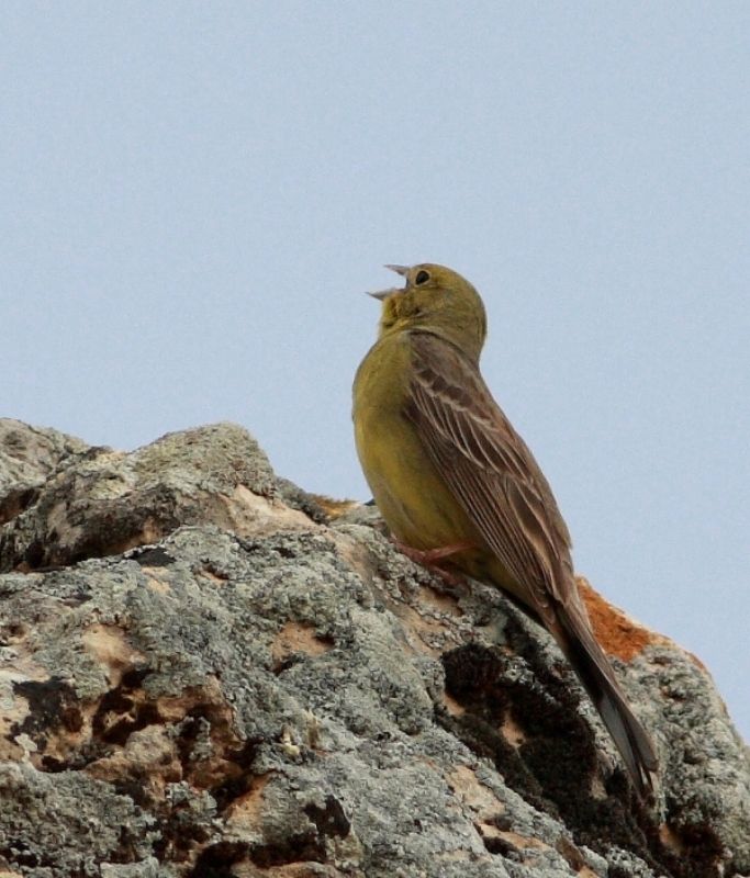 Cinereous Bunting