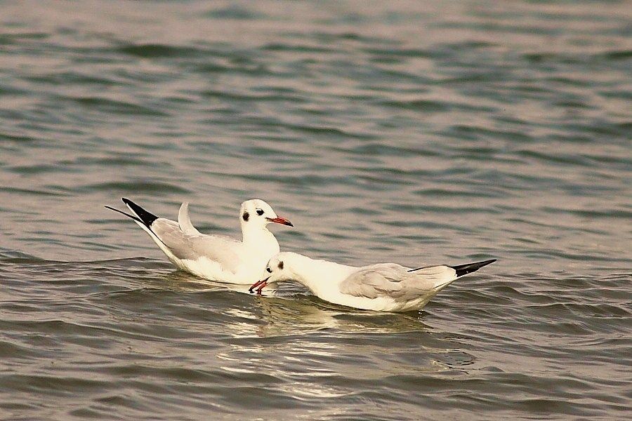 Black-headed Gull