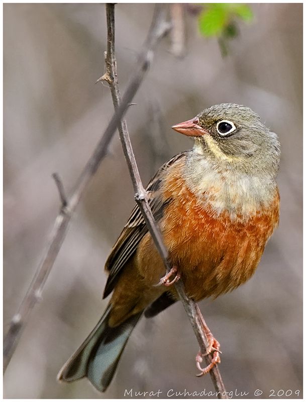 Ortolan Bunting