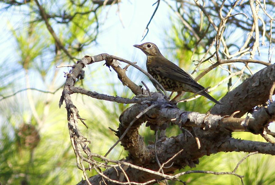 Mistle Thrush