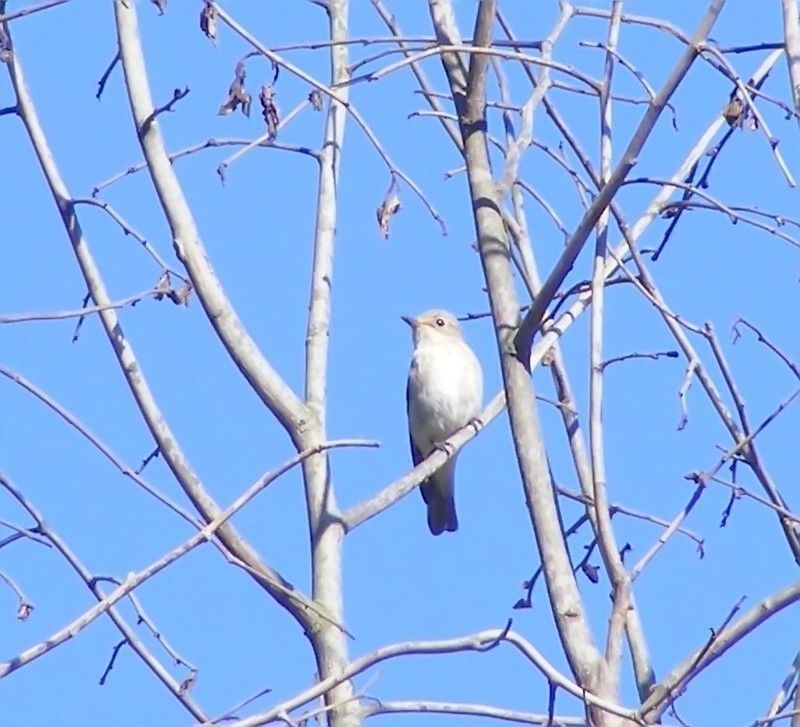 Spotted Flycatcher
