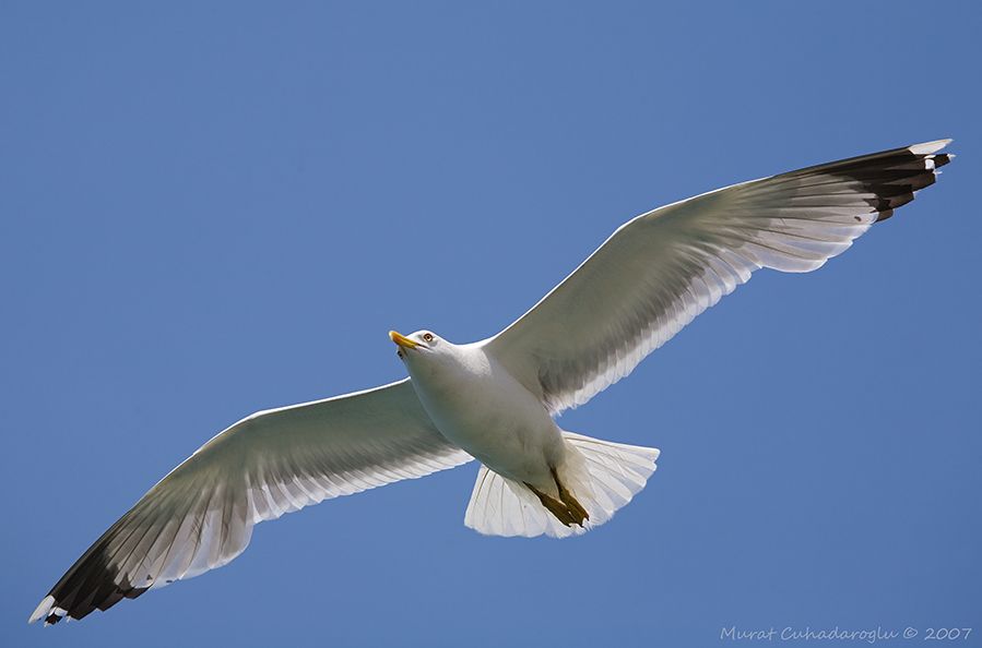 Yellow-legged Gull