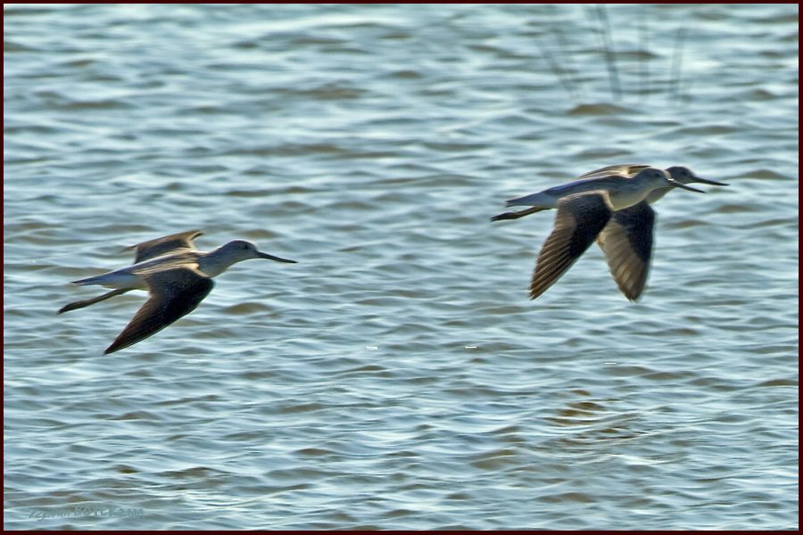 Common Greenshank