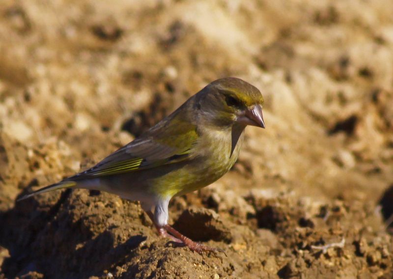 European Greenfinch