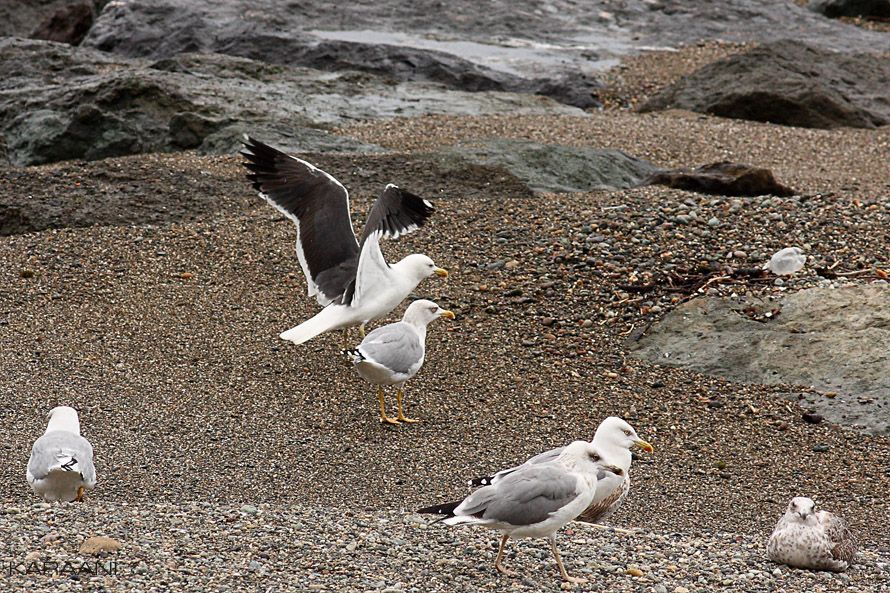 Lesser Black-backed Gull