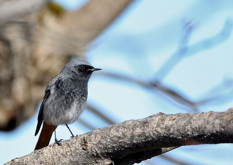Black Redstart