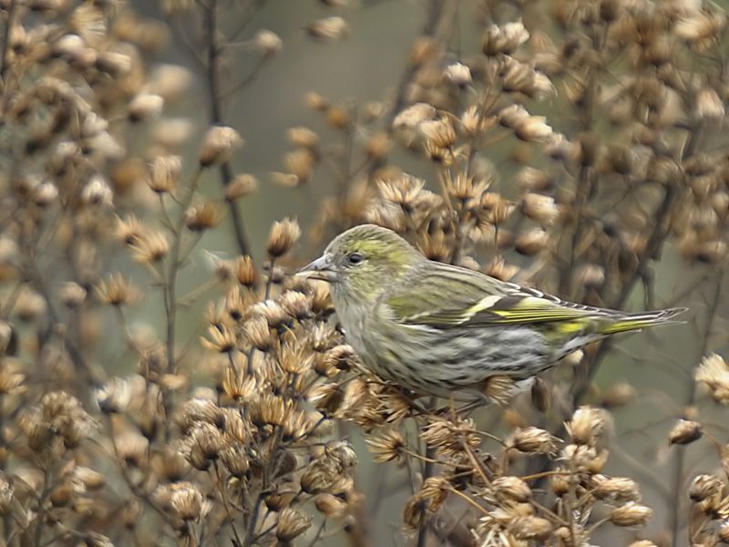Eurasian Siskin