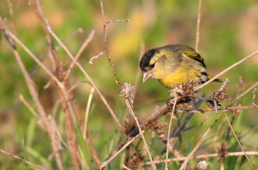 Eurasian Siskin