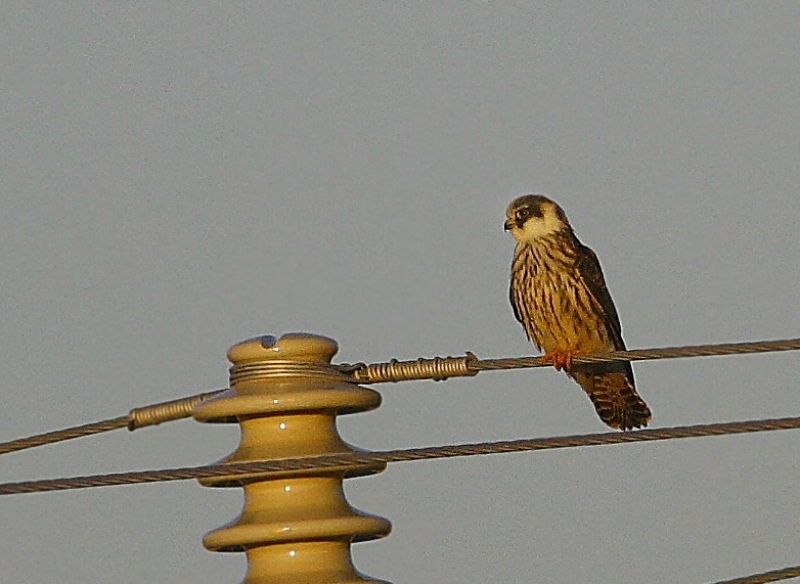 Red-footed Falcon