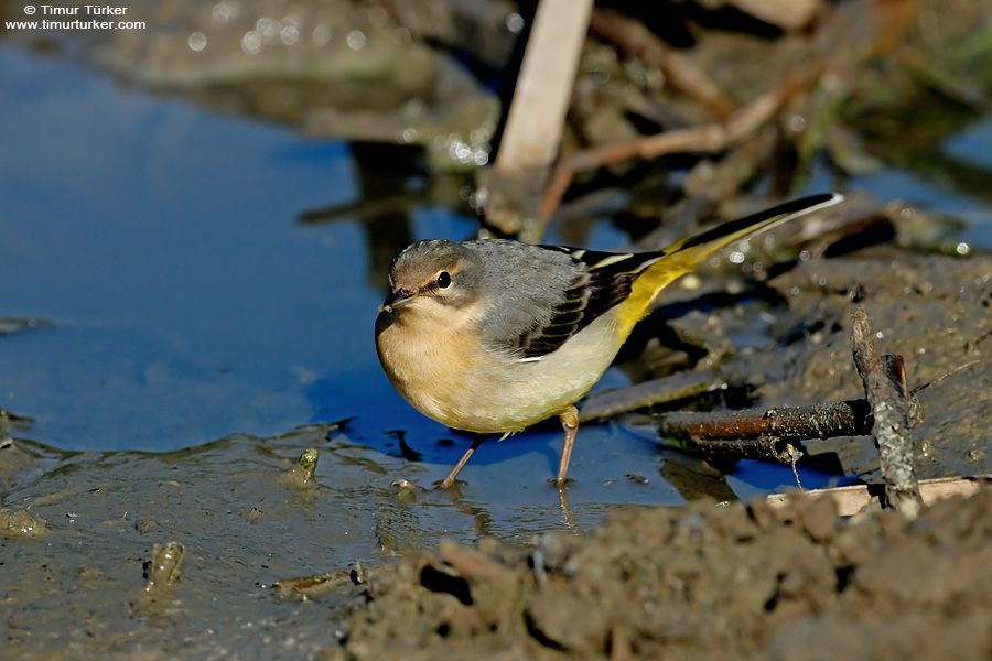 Grey Wagtail